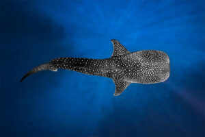 A snorkeler swimming next to a massive whale shark in the clear blue water during a Maldives Whale Shark Watching Tour. Maldives Speedboat Transfer at Aqua Quest