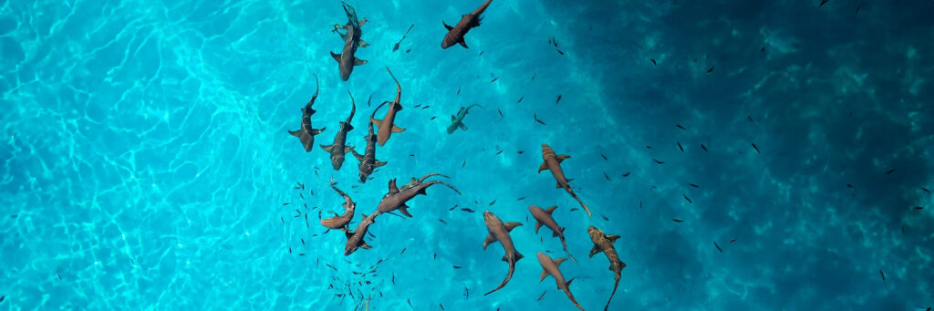 School of small reef sharks swimming over the sandy seabed, confirming the location for Dhiggiri Shark Point Maldives Snorkeling.