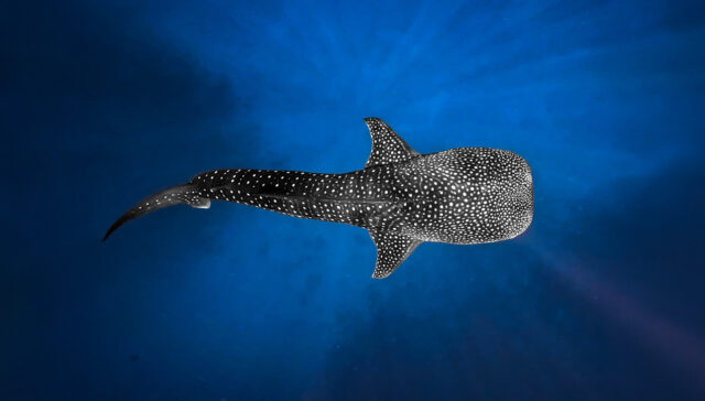 Luxury private boat for swimming alongside the gentle giant of the ocean in Maldives