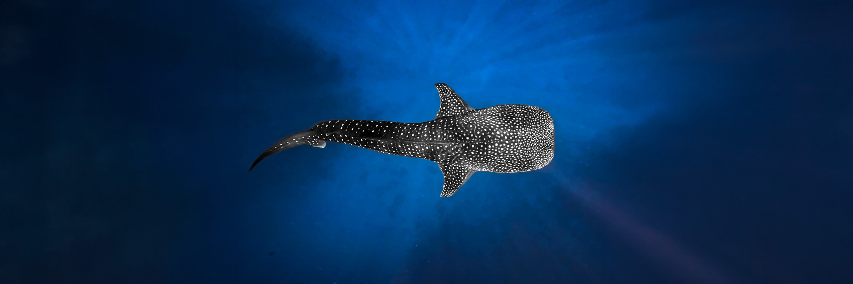 Luxury private boat for swimming alongside the gentle giant of the ocean in Maldives