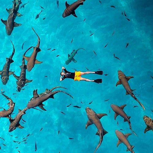 Shark Point Snorkeling Maldives tour with reef shark encounters during Eid 2026.